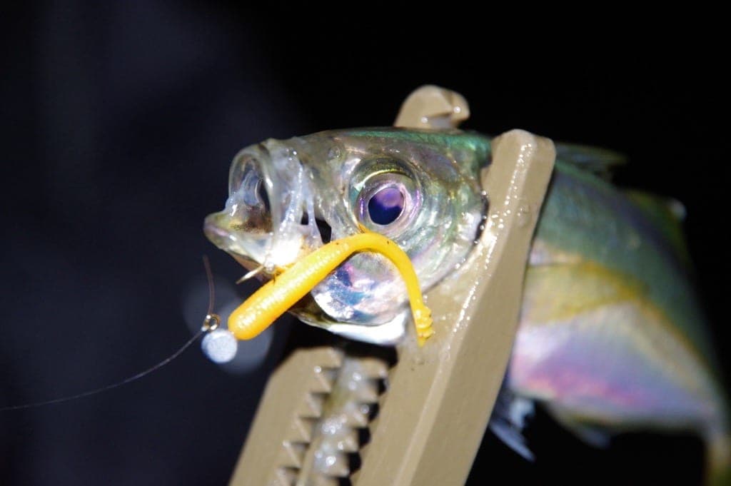 1091 ブランド製品